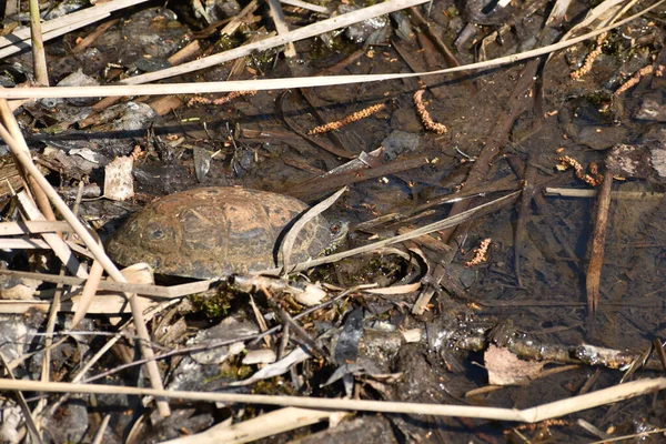 Picture Shore Pond Water Which You Can See Freshwater Turtle — Foto de Stock