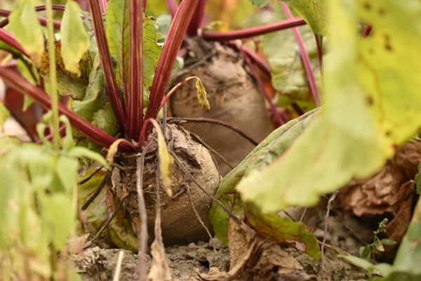 The picture shows a close-up of the fruits of red table beets growing in the garden.