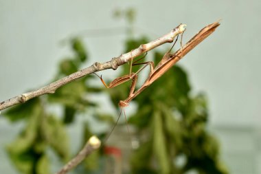 In the pictures, a brown praying mantis is in full growth, it hangs on a branch upside down.