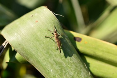 In the picture, an insect called Pusher Fly sits on a wide sheet.