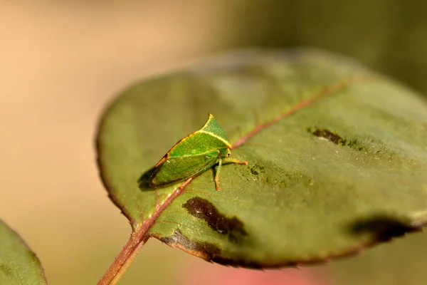 In the picture, an insect called a green buffalo boletus sits on a wide leaf.