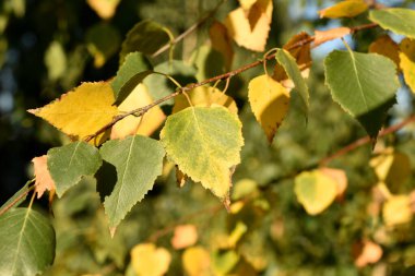 The picture shows a birch branch, in early autumn, with yellowing leaves.