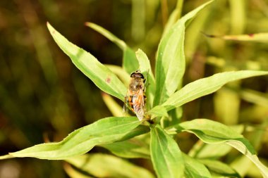 The picture shows a drone fly or a male bee close-up.