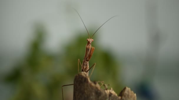Brown Praying Mantis Shot Close Sitting Tree Insect Sways Different — Vídeo de Stock