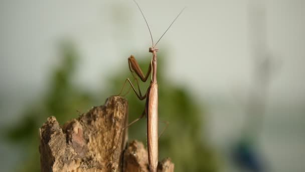 Close Shot Brown Praying Mantis Perched Tree Raising Its Paw — Stockvideo