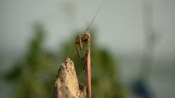 Close Brown Praying Mantis Sitting Tree Raises Paw Brings His — Stockvideo