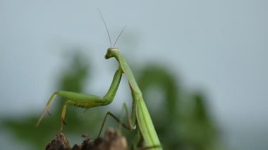 The green praying mantis sits on a branch, he moves his torso and paws.