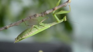 A green praying mantis is shot in close-up hanging from a branch, its jaws moving, then it raises its paw and brings it to its mouth.