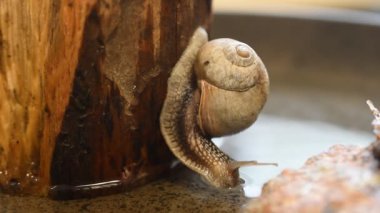 A medium-sized grape snail crawls along a tree, moves its whiskers and tries to overcome the water barrier.