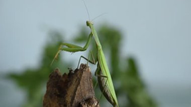 A green praying mantis sits motionless on a branch, and then turns its head.