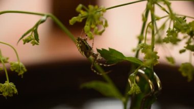 Bir eşekarısı örümceği bir bitkinin dalına tutunur, pençeleriyle ve serbest pençeleriyle ona tutunur..