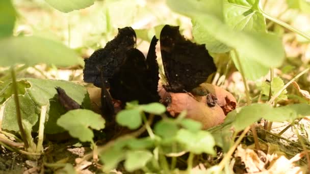 Varias Mariposas Urticaria Están Comiendo Una Manzana Caída Árbol Suelo — Vídeo de stock