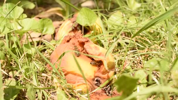 いくつかの蜂は地面の木から落ちた壊れたリンゴを食べています — ストック動画