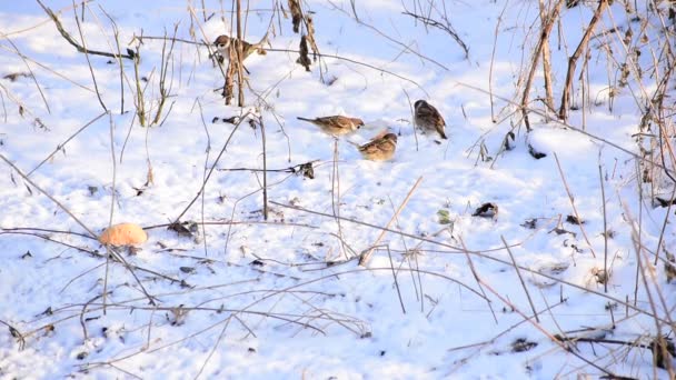 Три Птицы Воробьи Прыгающие Земле Покрытые Снегом Клюют Пищу — стоковое видео