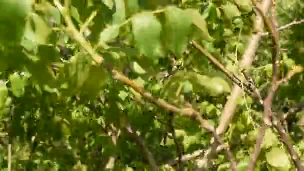 Сильний Вітер Розгойдує Гілки Горіхового Дерева Зеленим Листям — стокове відео