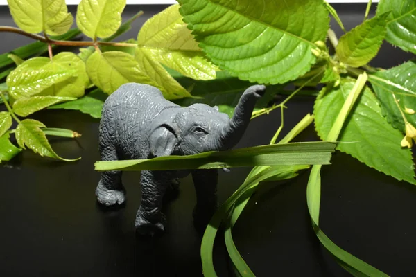 Image Montre Éléphant Afrique Gris Avec Herbe Dans Pâte Qui — Photo