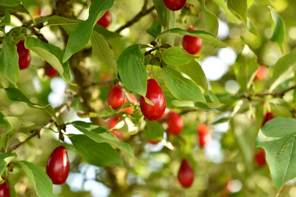 Picture Shows Tree Garden Branches Which Hang Dogwood Fruits — Stock Photo, Image