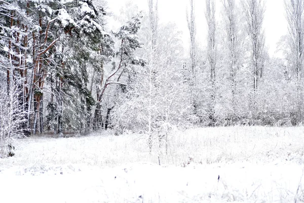 冬天的森林 森林前面的田野和覆盖着厚厚的积雪的幼树 — 图库照片