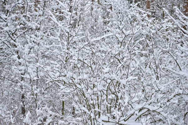 图上是生长在森林里的灌木丛 树枝上覆盖着雪 — 图库照片