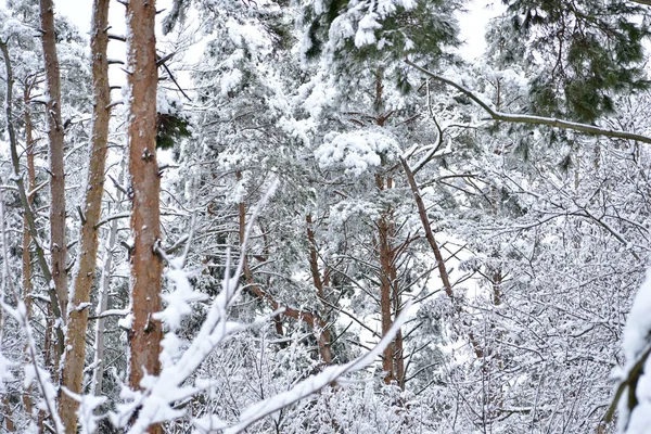 The picture shows trees, bushes mixed forest covered with forest