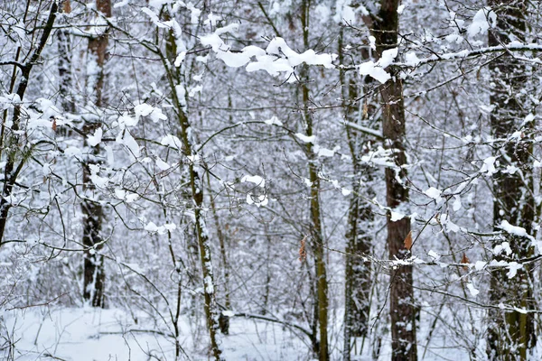 Resim Bir Kış Ormanı Ağaç Gövdeleri Dallar Karla Kaplı Bir — Stok fotoğraf