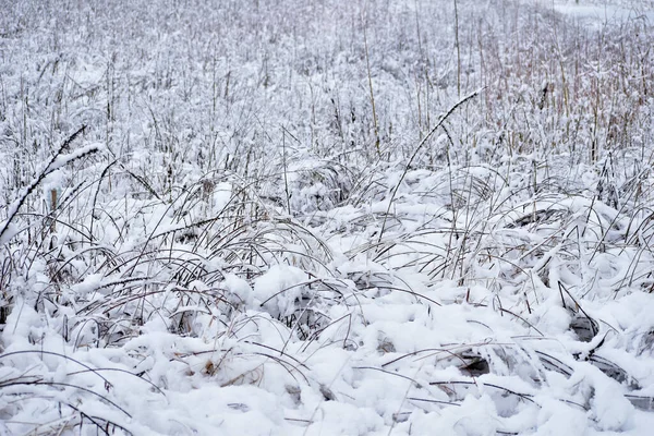 Zdjęciu Sucha Trawa Rosnąca Polu Pokryta Śniegiem Trawa — Zdjęcie stockowe