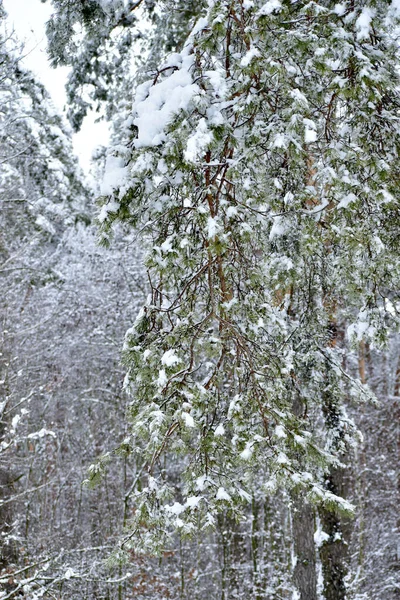图上是一片冬季的森林 一棵被雪覆盖的松树的枝条挂在一棵树上 — 图库照片