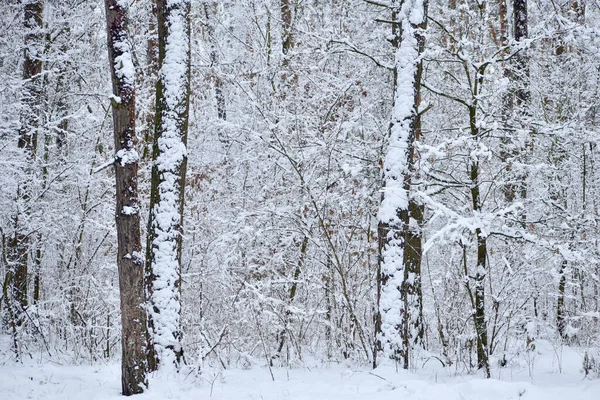 Imagem Mostra Uma Floresta Inverno Troncos Árvores Galhos Cobertos Neve — Fotografia de Stock