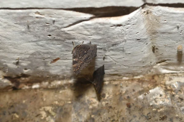 Mariposa Urticaria Después Haberse Reunido Para Hibernar Pegado Techo Sótano —  Fotos de Stock