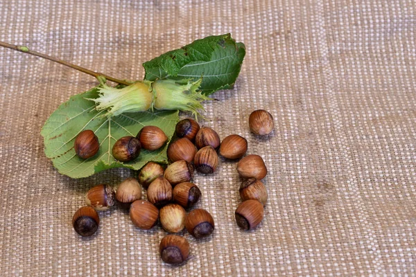 Avelãs Ramo Com Folhas Verdes Frutos Estão Pano Cinza — Fotografia de Stock