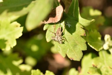 Resimde, orbworm böceği yeşil bir yaprağın üzerinde güneşleniyor..