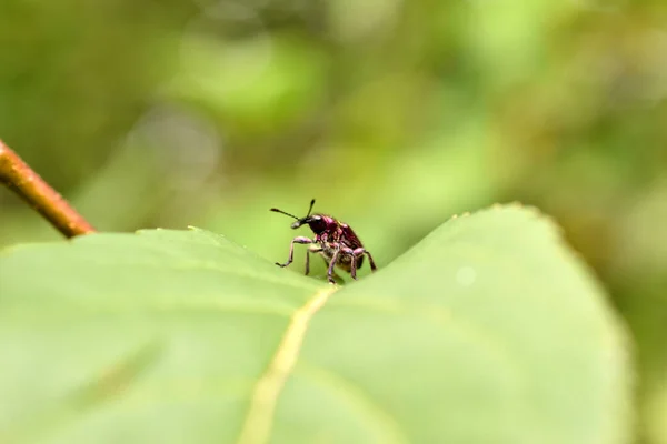 Dalam Gambar Weevil Biru Duduk Atas Daun Pohon Prem — Stok Foto