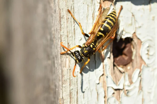 In the picture, the wasp insect, the uterus, is basking in the early autumn under the rays of the sun, crawling along the wall.