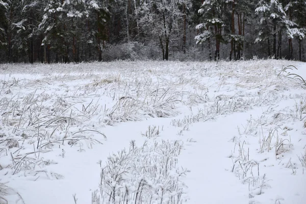 冬季森林 干草和被雪覆盖的草地土壤 自然景观 — 图库照片