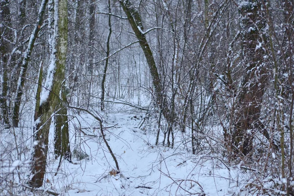 Floresta Inverno Árvores Arbustos Solo Coberto Neve Paisagem Natural Inverno — Fotografia de Stock