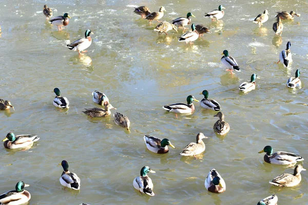 Drakes Wild Ducks Swim Surface Lake — Stock Photo, Image