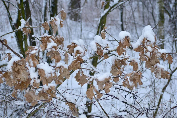 Inverno Neve Giace Foglie Secche Lasciate Cespuglio Nella Foresta — Foto Stock