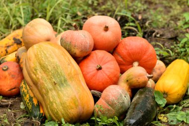 Olgun balkabağı dağı, Cadılar Bayramı fenerleri, yeşil çimenlerin üzerine uzan.