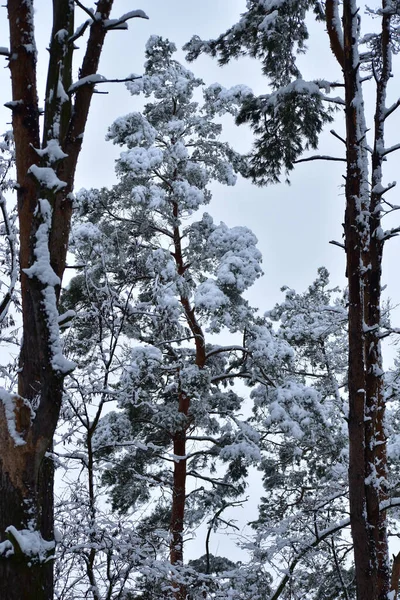 Imagem Mostra Árvores Altas Ramos Pinho Cobertos Neve — Fotografia de Stock