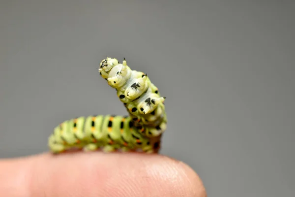 Yeşil machaon kelebeğinin tırtılı bir insanın parmağında otururken başını ve gövdesini kaldırdı..