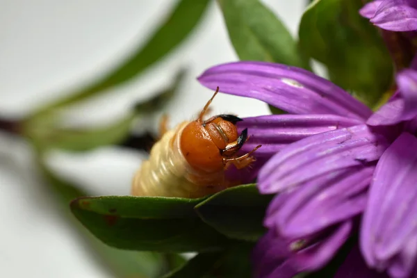 The picture shows the larva of the May beetle, which crawls along the petals of a flower.
