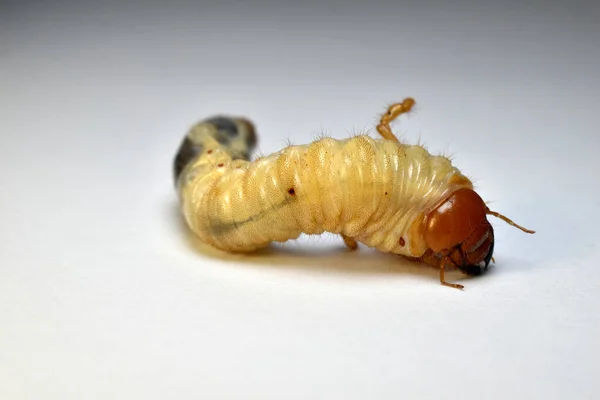 Larva Del Escarabajo Mayo Una Plaga Jardines Huertos Gira Sobre — Foto de Stock