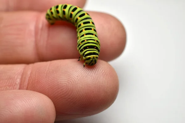 Picture Caterpillar Swallowtail Butterfly Crawls Palm Person — Stock Photo, Image