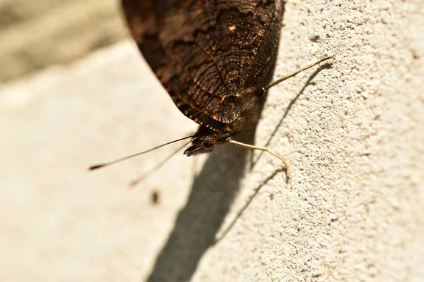 Pokrzywka Motyla Siedzi Białej Ścianie Jego Oczy Wąsy Widoczne — Zdjęcie stockowe