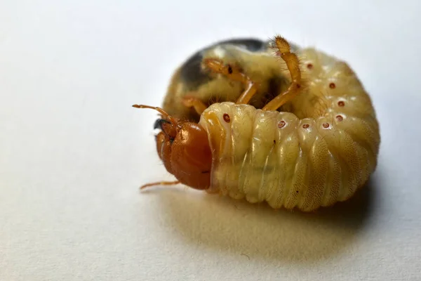 The larva of the May beetle, a furrow, a pest of gardens and orchards, lies on a white table.