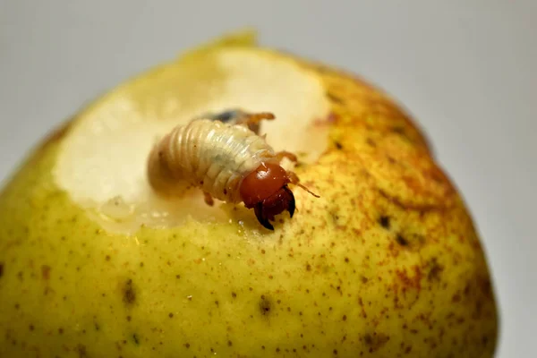 The larva of the May beetle, a furrow, a pest of gardens and orchards, sits on a pear tree.