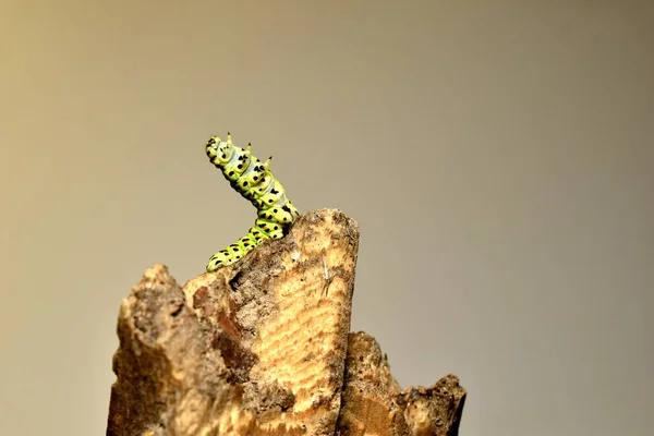 In the picture, the caterpillar of the swallowtail butterfly, she rose on top of the log, showing her leg and mandibles.