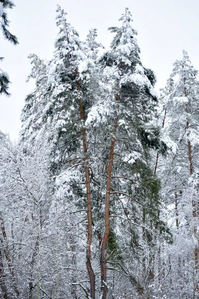 Kış Manzarası Karla Kaplı Iki Uzun Çam Ağacı — Stok fotoğraf