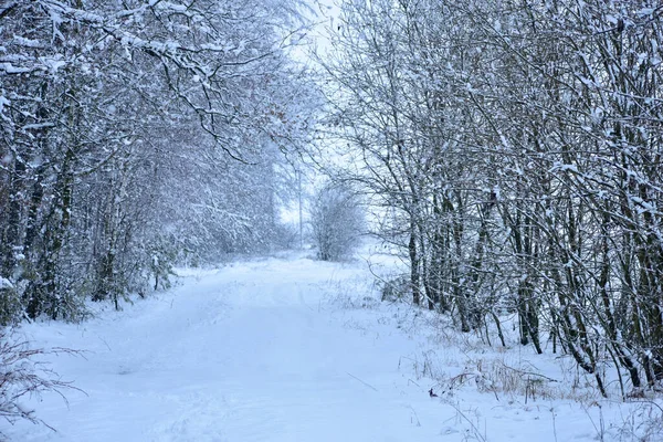 Winter. Wide road passing between trees, trees, road and bushes are covered with snow.