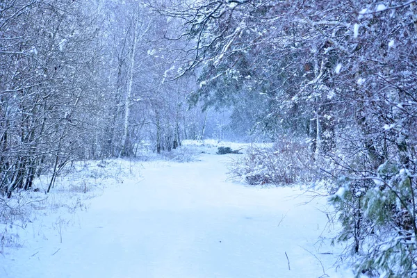 Zimowy Krajobraz Leśna Droga Pokryta Przełęczami Śnieżnymi Między Drzewami Których — Zdjęcie stockowe